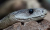 Стало известно, что у змей ядовитые клыки появились не для подачи яда 
