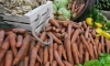 Правительство Ленобласти займётся стабилизацией цен на сезонную овощную продукцию 