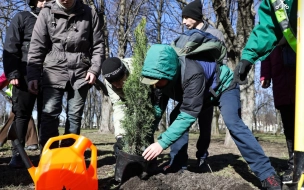Заневский парк украсили 15 туй