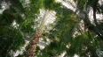 Стало известно, что Кубинскую пальму спилят в Ботаническом ...