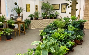 В Ботаническом саду 11 июля откроется выставка "400 оттенков зеленого"