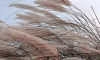 В Ленобласти ожидается усиление ветра до 15 м/с