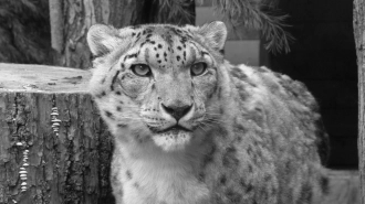 В Ленинградском зоопарке скончалась 20-летняя самка снежного барса Кира 
