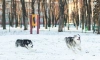 Синоптики предупредили жителей Ленобласти о мокром снеге и гололедице 6 января