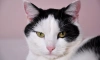 В Ленобласти кот спас хозяина от смертельного отравления выхлопными газами