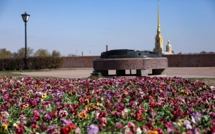 Весной Петербург украсят полмиллиона виол
