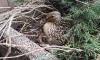 Кряква свила гнездо в клумбе около петербургской станции метро