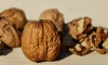 Российские ученые вывели два новых сорта грецкого ореха 