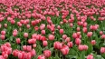 В Ленобласти к 8 марта вырастили 1,3 млн тюльпанов ...