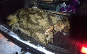 В Ленобласти женщина спасла замерзающую собаку