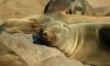 Росприроднадзор по СЗФО просит не посещать залежки краснокнижных тюленей