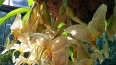 В Ботаническом саду Петра Великого цветет редкий вид орх...