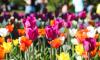На Елагином острове 22-23 мая пройдет Фестиваль тюльпанов