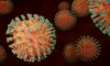 Ученые выяснили, что коронавирус может месяцами сохраняться в организме человека 