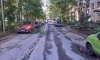 Шторм в Петербурге повалил более 260 деревьев