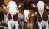 Незаконный ввоз коров предотвратили в Ленобласти