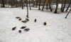 В Ленобласти 14 февраля пройдет мокрый снег