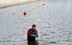 В Петербурге не осталось пригодных для купания водоемов