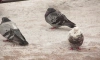 Полиция возбудила уголовное дело по факту стрельбы в птиц на 6-й Советской