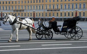 Трех коней заметили под Петербургом