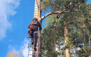 В парке Монрепо спасли просидевшего два дня на сосне кота 