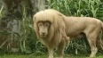 У льва из зоопарка в Гуанчжоу выпрямилась грива из-за ...