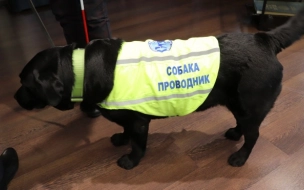 Инвалидам по зрению в Петербурге предложили доплату за содержание собак-проводников