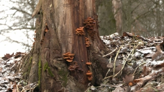 Петербуржцам рассказали, где найти съедобные грибы зимой