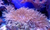 У берегов Таити нашли редкий коралловый риф 