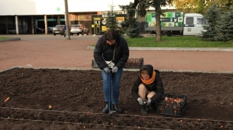 За неделю в Петербурге высадили 130 тыс. луковичных цветов