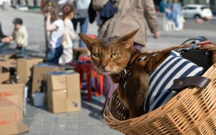 В Петербурге отметят Всемирный день петербургского кота