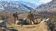 Эксперт оценил шанса "Талибана"* на захват Афганистана ...