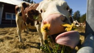 В Ленобласти в 2023 году было произведено 713,3 тыс. тонн молока