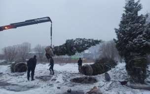 Администрация Приморского района установила собственника деревьев, которые "переехали" к церкви