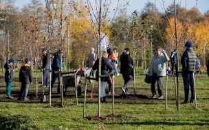 Петербуржцы посадили яблони в парке у Каменки 