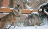 Волки Мрак и Сумрак радуются зиме в Ленинградском зоопарке