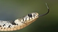 Канадские ученые создали клей из змеиного яда, который ...