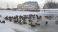 Петербуржцам раскрыли секрет, почему утки не мёрзнут ...
