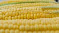 Американские ученые сравнят гены кукурузы
