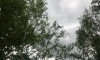 В субботу в Ленобласти ожидаются дожди и усиление ветра