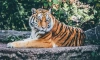 В крымском зоопарке тигр откусил палец годовалому ребенку
