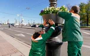 В День города петербургские улицы и площади украшают более 750 тысяч цветов