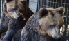 Медведи проснулись в центре "Велес" и "Приюте Белоснежки"
