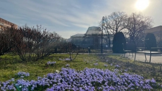 Ботанический сад Петра Великого реконструируют за 258 млн рублей