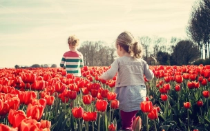 В Петербурге и Ленобласти посадят более 3 миллионов тюльпанов
