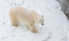 До 13 февраля дети не смогут попасть в Ленинградский зоопарк 