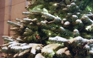 Эксперты выяснили, какие ёлки покупают россияне на Новый год