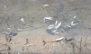 Росприроднадзор прокомментировал замор рыбы в прудах в Низино, питающих фонтаны Петергофа