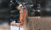 Альпаку Шарлотку из Ленинградского зоопарка нарядили в праздничный костюм
