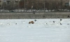 На льду Невы заметили пару лисиц